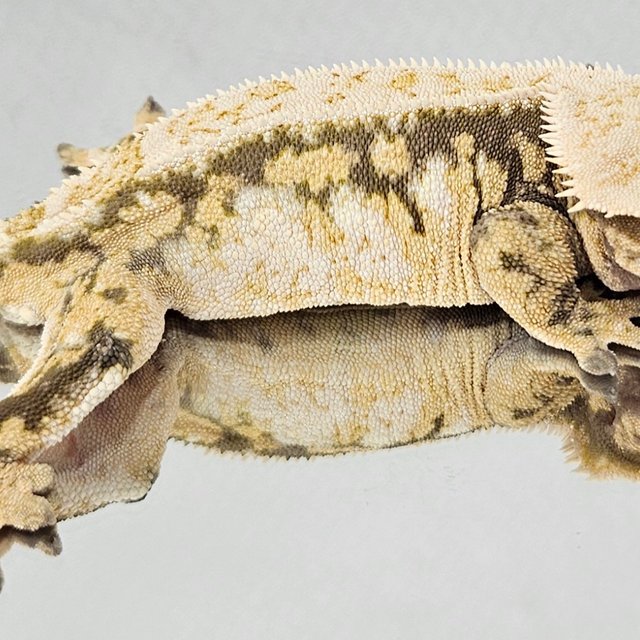 노멀 쿼드 화이트스팟