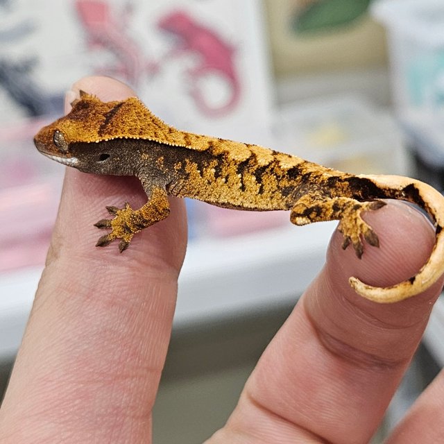 노멀 트라이 드리피 화이트스팟