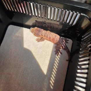 레드바 GTX 하이 컬러 트루 컬러