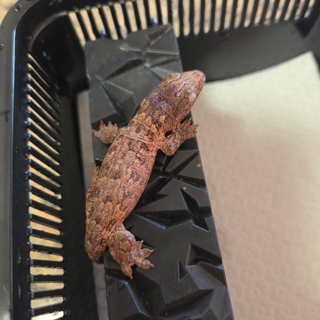 레드바 GTX 하이 컬러 트루 컬러