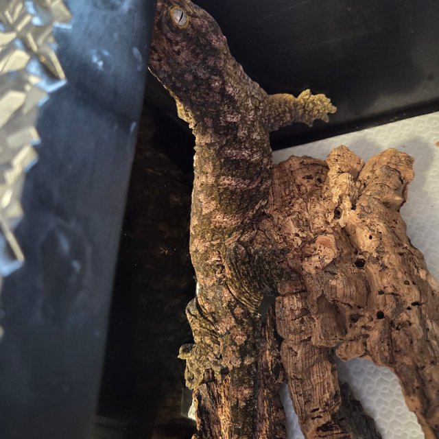 리핀리치스 카나와