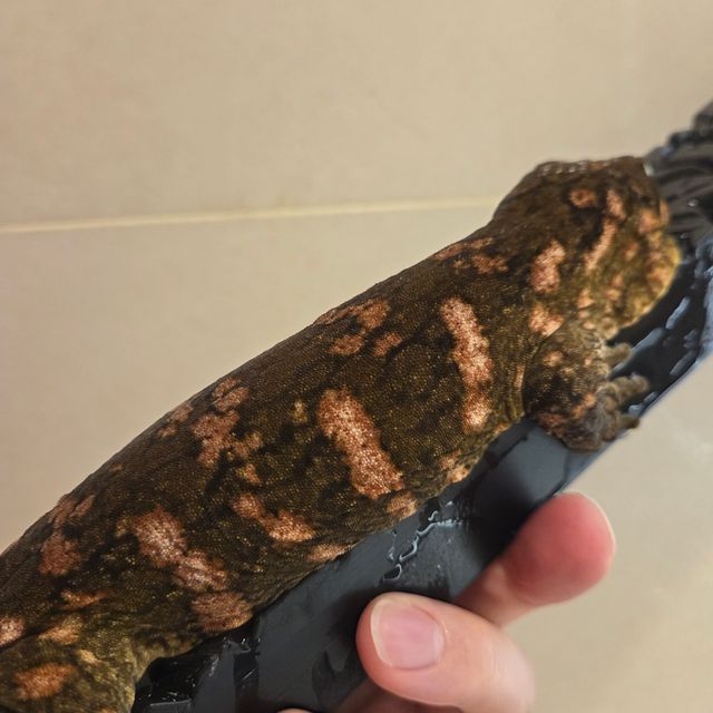 레드바