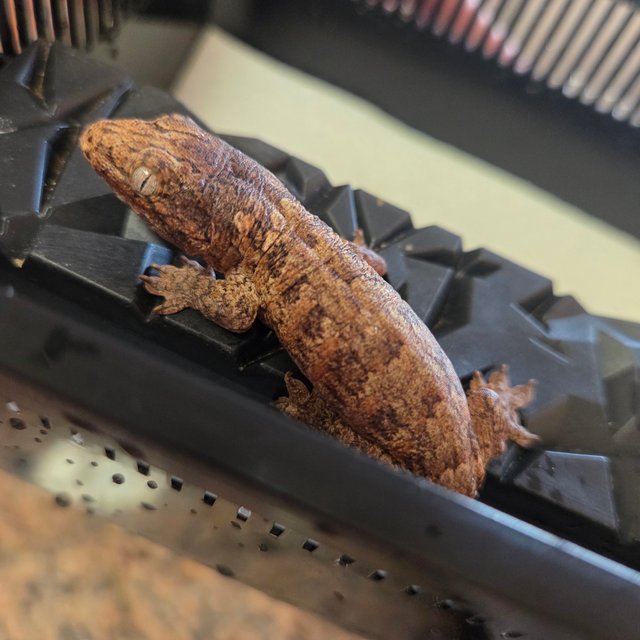 레드바 GTX 하이 컬러 트루 컬러