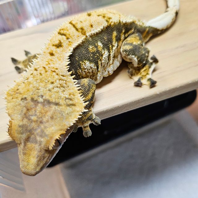 트라이