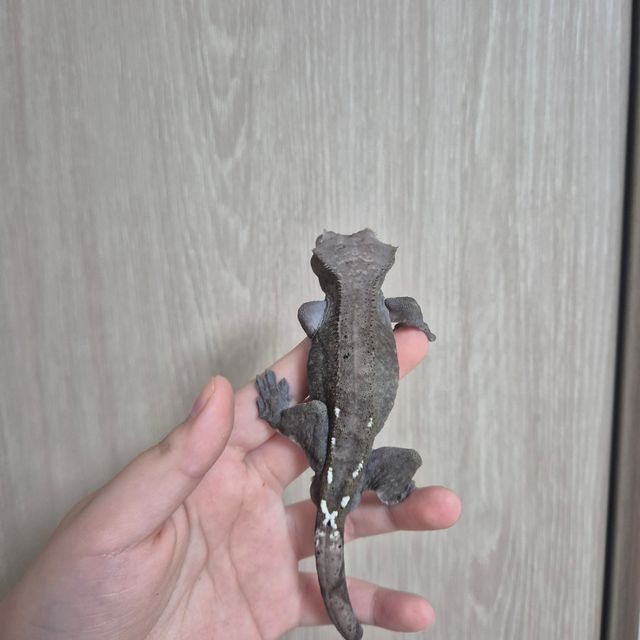 아잔틱