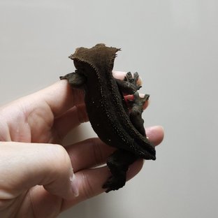 부(by.크레게티)