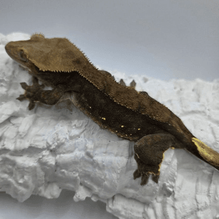 베르(by.오솔길정원)