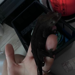깜탄