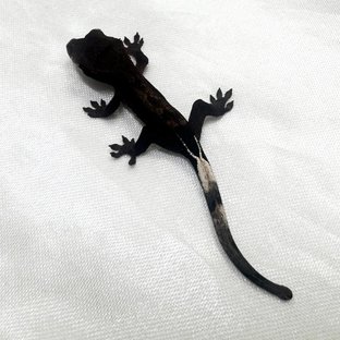 유진