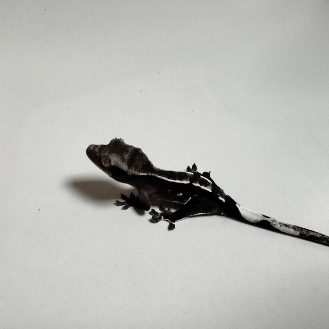 아잔틱 다크 챠콜