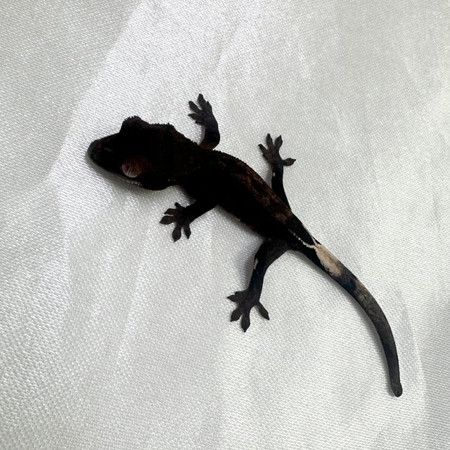 카푸치노 다크 팬텀 챠콜