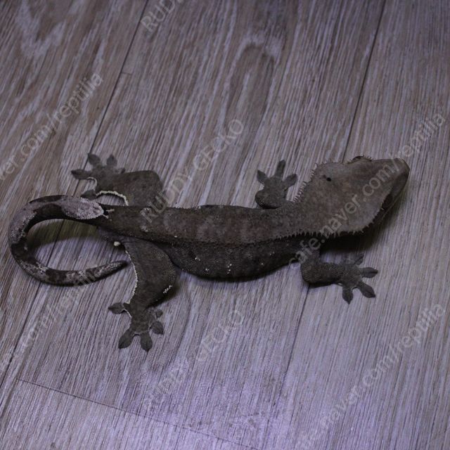 아잔틱