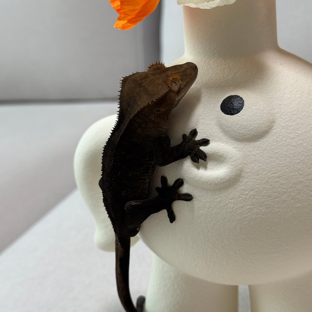 팬텀 챠콜 100%헷아잔틱