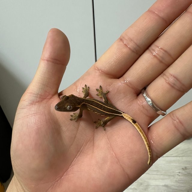 슈퍼스트라이프 풀핀 쿼드 엠티백 다크