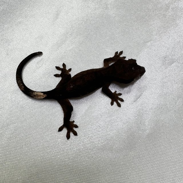 팬텀 다크 챠콜