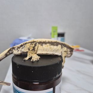 노멀 드리피 화이트 화이트스팟