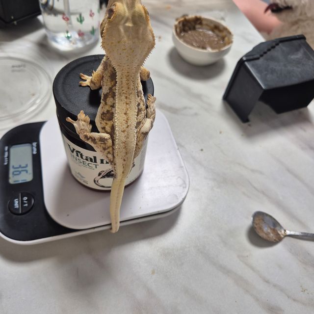 릴리화이트