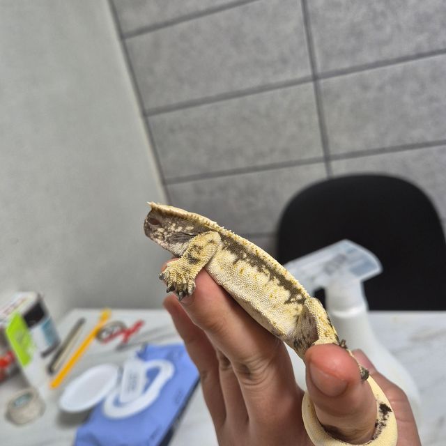 노멀 드리피 화이트 화이트스팟