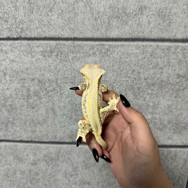 릴리화이트 솔리드백