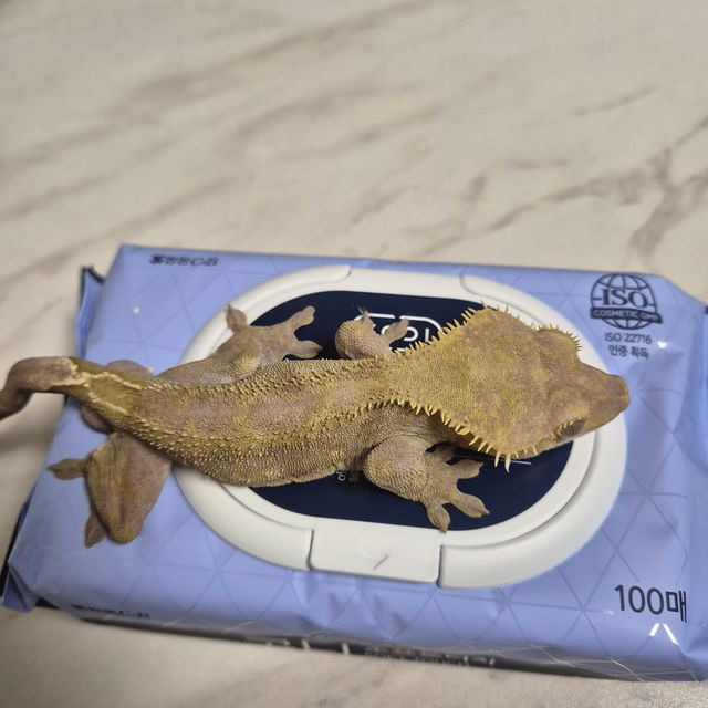아잔틱
