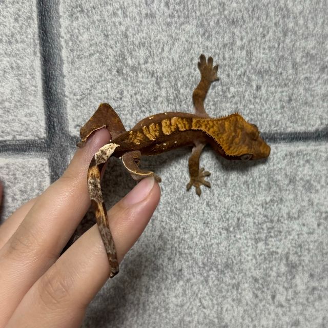 100%헷아잔틱