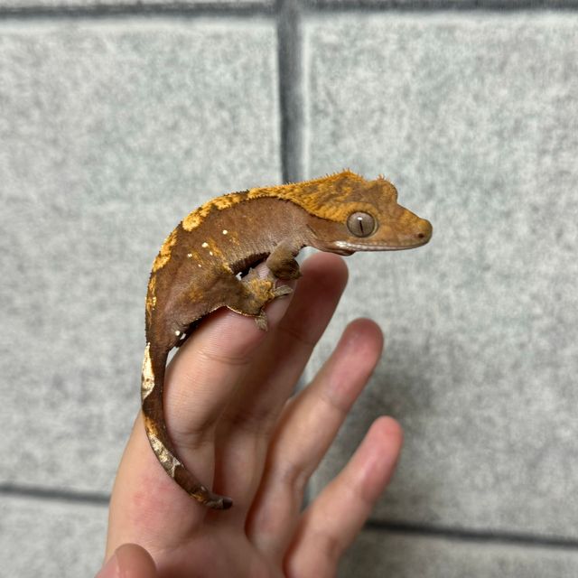 100%헷아잔틱