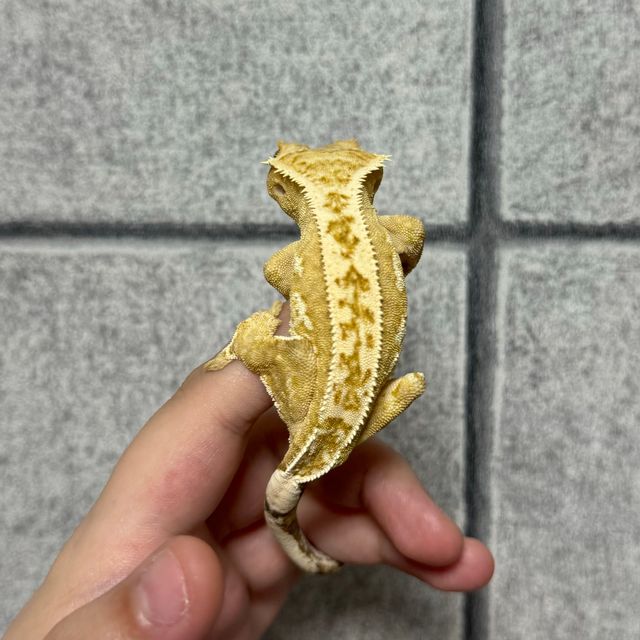 노멀 크림시클