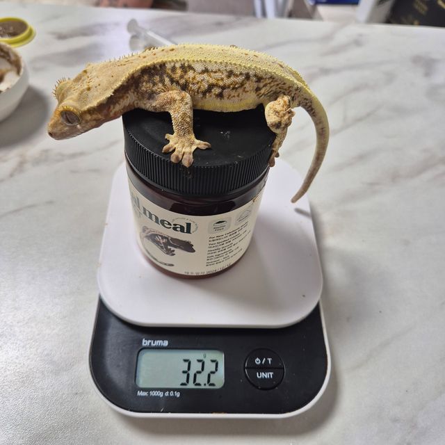 릴리화이트