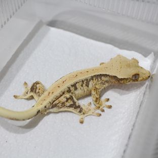 릴리화이트 트라이
