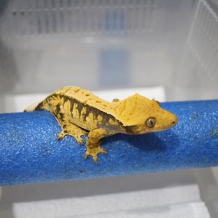 바라도래