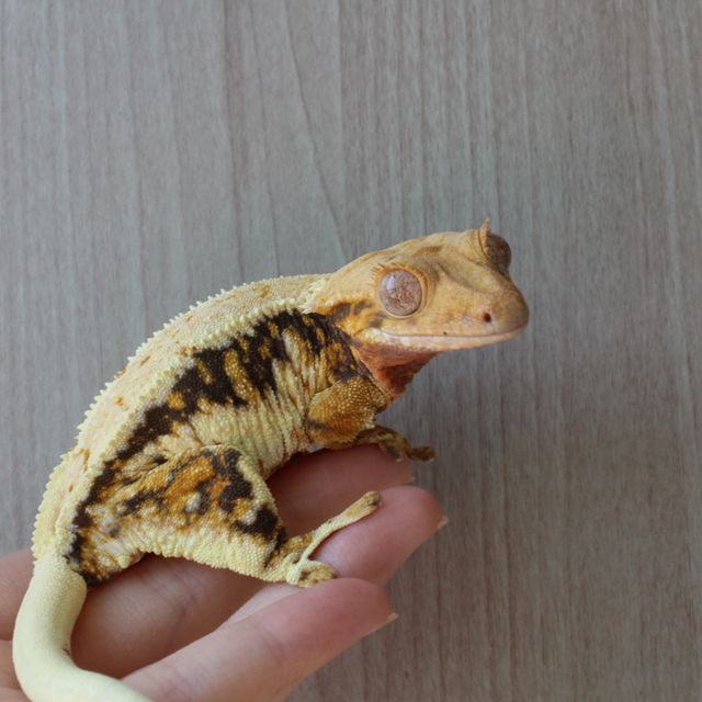 릴리화이트 트라이