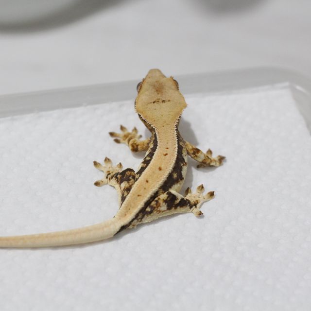 릴리화이트 트라이