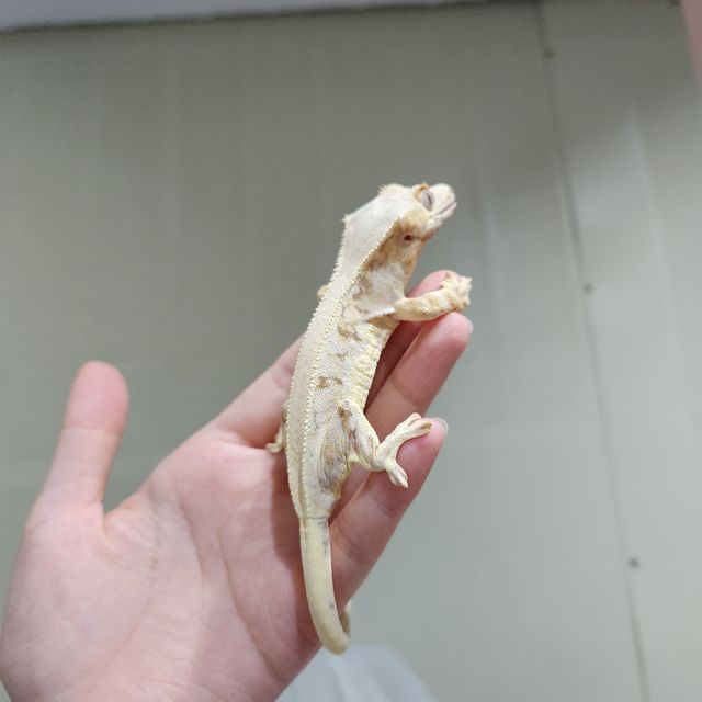 노멀