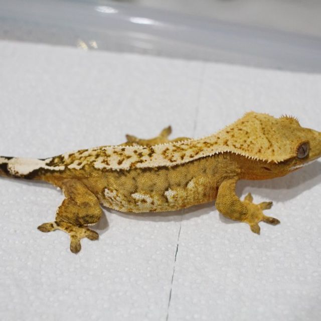 크림시클