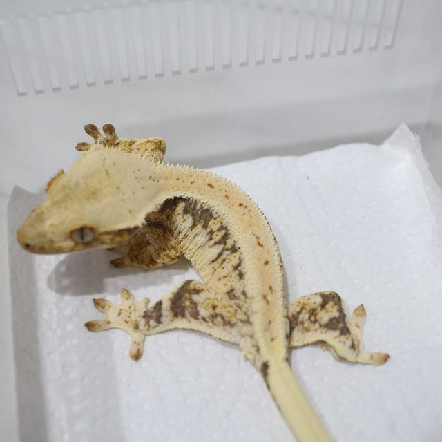 릴리화이트 트라이