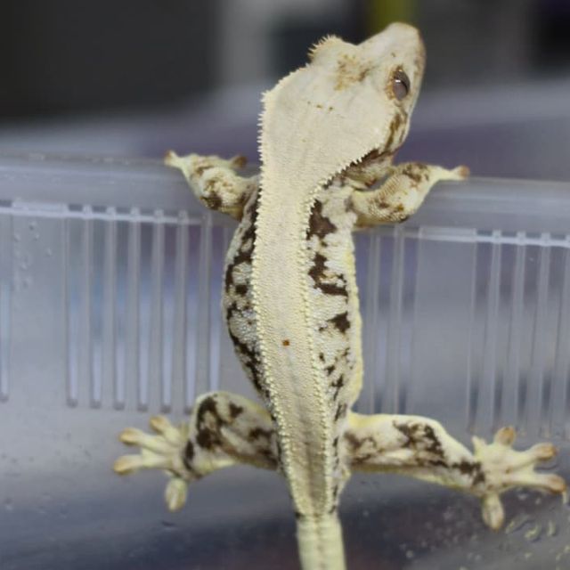 릴리화이트 트라이