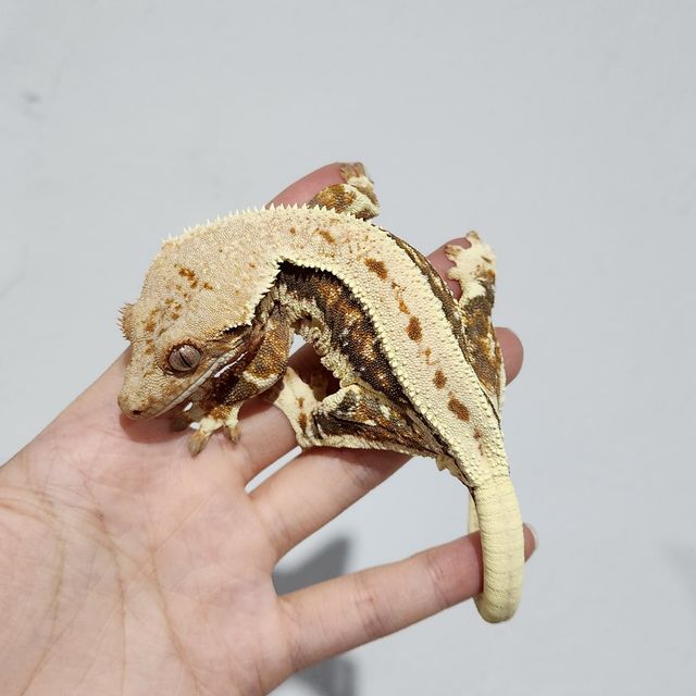 릴리화이트