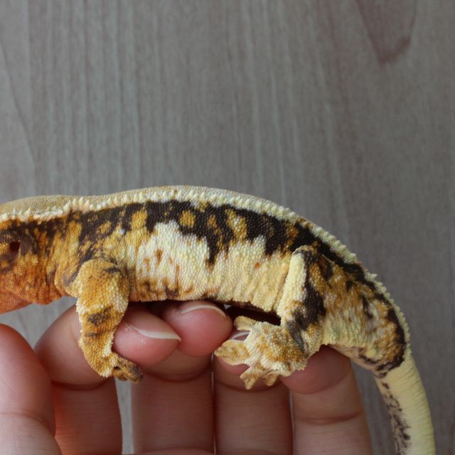 릴리화이트 트라이