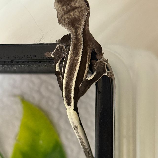 아잔틱 엠티백 풀핀