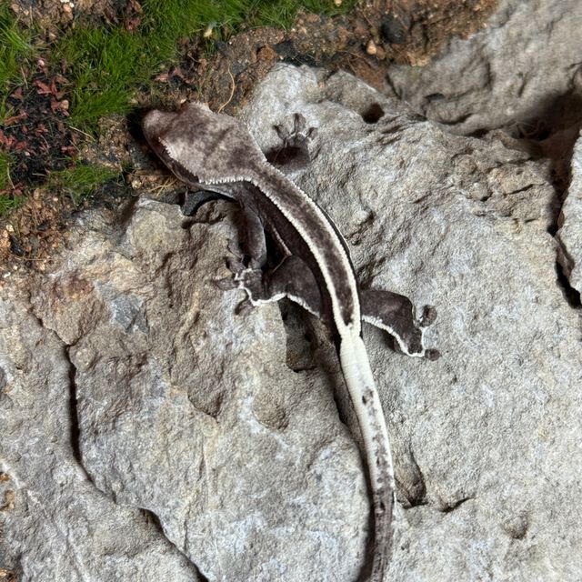 아잔틱 엠티백 풀핀