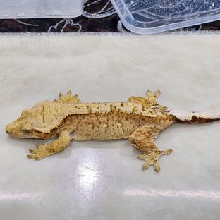 100%헷아잔틱