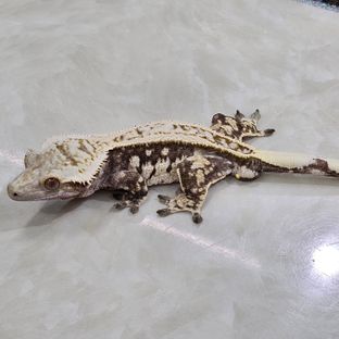 노멀