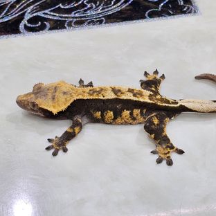 100%헷아잔틱