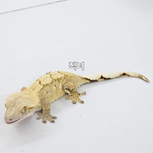 직녀