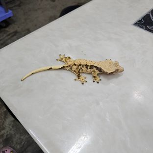 하프