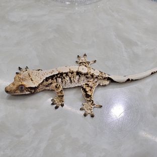 노멀