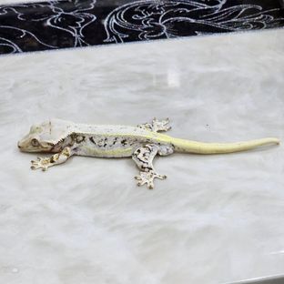 백룡