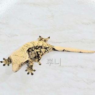 루니