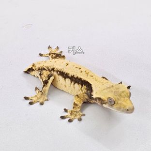 커스