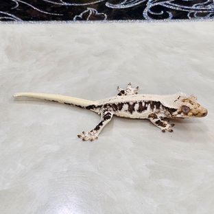 릴리화이트 트라이